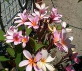 BEAUTIFUL FRANGIPANI'S