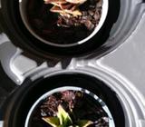 Succulant for sale