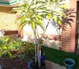 Franchpani over two meter