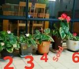 Anthurium plants