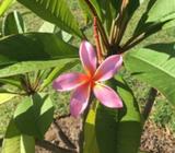Frangipani