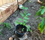 Strawberry guava plant