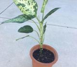 Dieffenbachia