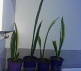 Mother in law tongue plants