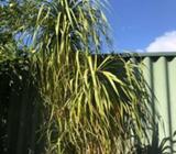 2.5m ponytail palm