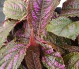 Persian shield