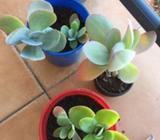 Flap jacks (kalanchoe) succulents