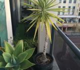 Outdoor Alfresco Plants