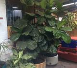 fiddle leaf fig
