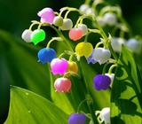 Lily of the Valley flower 5pc seed pack, bell orchid