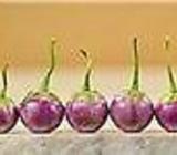 Thai Lavender Frog Egg Eggplant 5pc seed pack