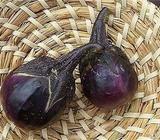 Lie Ke Yieh Chieh Tzu Eggplant 5 pc seed pack