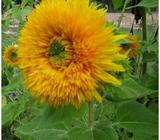 Helianthus Giant Double Sungold Seeds (Sunflower Seeds) 5pc pack