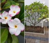 Frangipani Tree (Lulu)