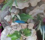 Nth Qld Elkhorn Fern's