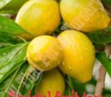 Fruit tree for sale from $35