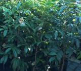 Exotic fruit tree for sale from $35