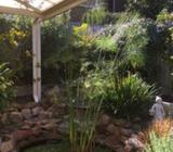 Giant Papyrus 3 meter tall with thick dividable trunk and stems