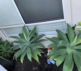 Plants Agaves