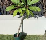 2 x small frangipani for sale