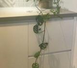 Monstera adansonii plant