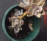 Baby Succulent