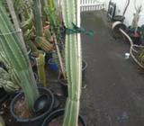 cactus plant