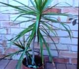 Dracena, 2 plants
