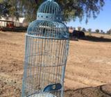 Metal birdcage