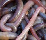 Wanted: Wanted earth worms