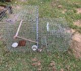 Bird Trap - Indian Mynahs