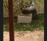 Bee Swarm Free Removal