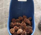Pinecones Galore