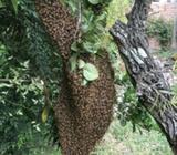 FREE Bee swarm removal SYDNEY BEE RESCUE