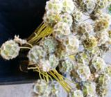 Dried Cornflowers for sale