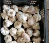 35 garlic bulbs for sale
