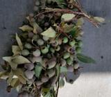 Fresh Gumnuts for sale