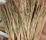 Dried Wild Wheat
