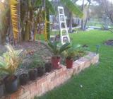 Cycad Sale