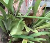 Plants