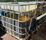 Aquaponics ibc
