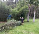 Free bamboo