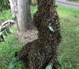 Bee Swarm Removal
