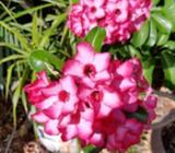 Lawns, gardens, hedges, pruning and dump trips