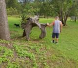 Tree stump