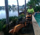 Noosa Tree Stump Removal