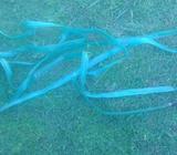Plastic irrigation hose $12