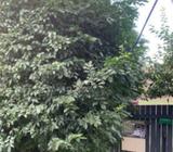 Hedges trimmed $50 - Northside