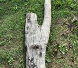 Wanted: Stingless bee hive logs. Australis $400 each