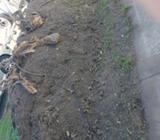 Free Dirt!!!!!!!!!